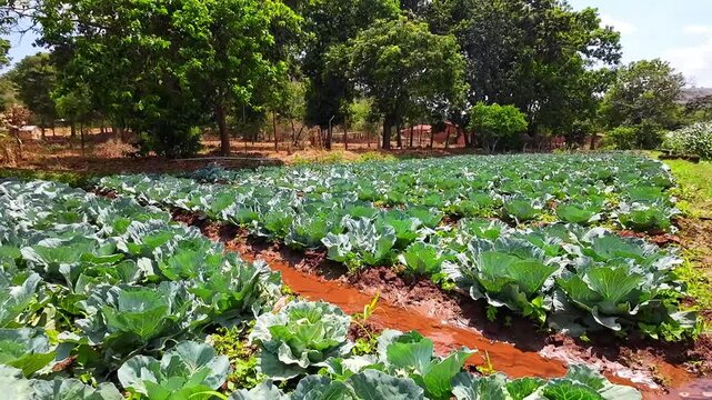 Rows of healthy cabbages growing in a well-maintained vegetable garden with irrigation, corn plants, and trees in rural Malawi.