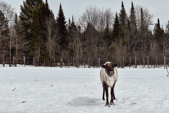 Renne du Canada