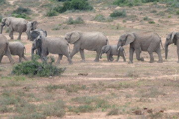 African Elephant Herd with Calf Crossing Dry Savanna © Catrin