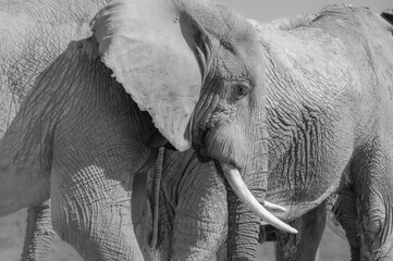 Close-Up Black and White Portrait of African Elephant with Tusks © Catrin