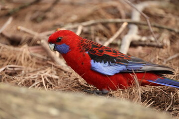 Crimson Rosella Foraging on the Forest Floor in Blue Mountains © blueringmedia