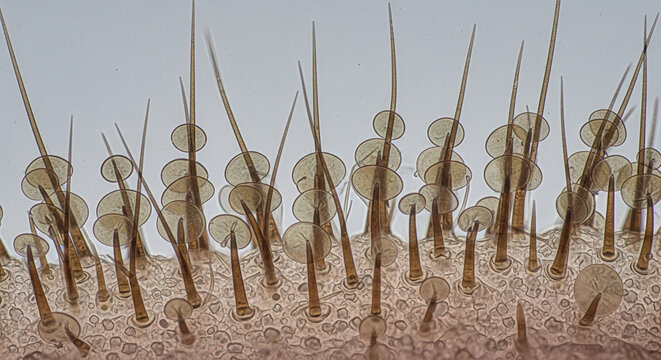 Microscopic Insect Hairs and Scales with Detailed Texture