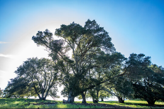 Sun shining through Large oak tree