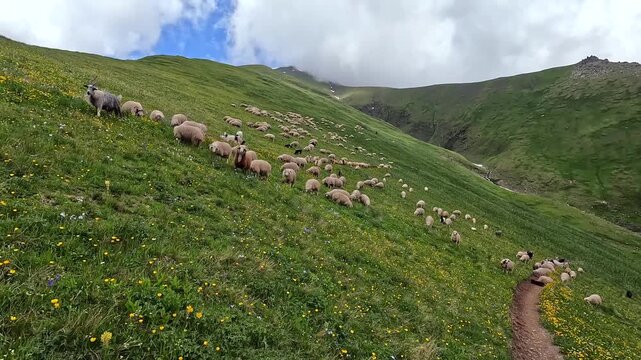 Sheep and goats moving across a steep alpine pasture in Roshka Valley show seasonal livestock migration, mountain farming and traditional grazing practices in the remote Georgian Caucasus highlands.