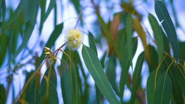 A close-up shot of a eucalyptus tree in bloom. Walking path in public park, eucalyptus, fir, spruce, deciduous trees. 4K quality