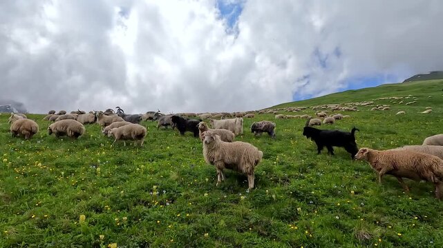 Sheep and goats grazing together across a green mountain slope in Georgia demonstrate mixed-species pasture use, natural vegetation control and extensive livestock production in the Caucasus highlands