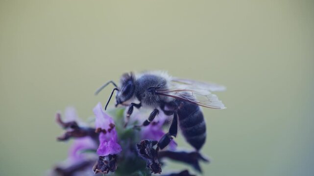 Honey bee on a purple flower, macro photography with beautiful soft bokeh in the background