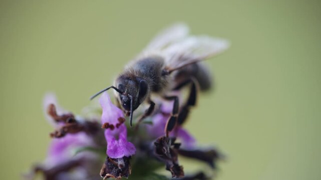 Macro shot of a honey bee collecting pollen on a purple wildflower with a soft blurred background