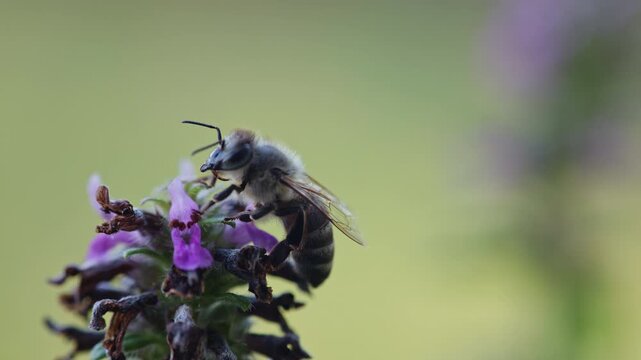 Honey bee on a purple flower, macro photography with beautiful soft bokeh in the background