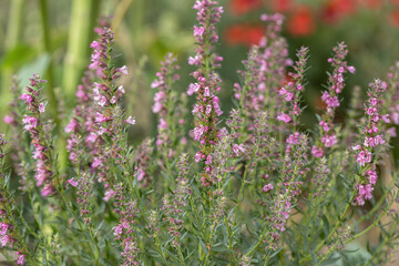 Obraz premium Hyssop shrub with pink blooming stems (Hyssopus officinalis). Popular culinary herb.