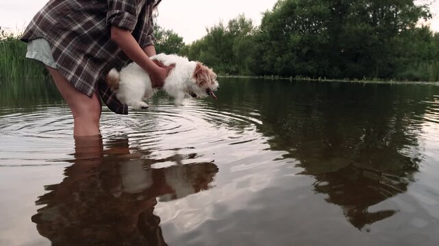 Young woman stands knee deep in river holding rough coated Jack Russell Terrier above water Dog paddles paws in air over surface showing natural swimming reflex while staying in owner arms