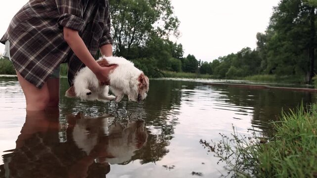 Young woman stands knee deep in river holding rough coated Jack Russell Terrier above water Dog paddles paws in air over surface showing natural swimming reflex while staying in owner arms