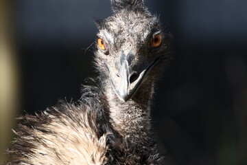 Close Up Portrait of an Emu with Intense Orange Eyes © blueringmedia