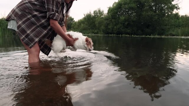 Young woman stands knee deep in river holding Jack Russell Terrier above water in slow motion. Dog paddles paws splashes surface snaps at water and eagerly tries to swim from owner arms.