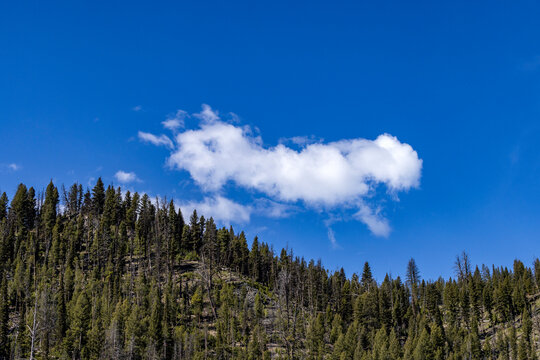 Puffy cloud over forested hill