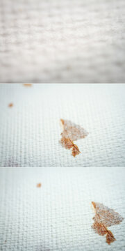 Collection of images with extreme closeups of white handmade paper with dried plants. Shallow depth of field.