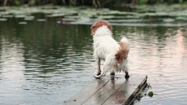 Wet Jack Russell Terrier stands on wooden bridge above river watching duck in slow motion. Dog shows strong hunting instinct with focused attention in natural outdoor scene.