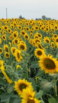 Picturesque field of golden sunflowers swaying gently in the wind under a vast, overcast sky, showcasing a beautiful agricultural scene and the serene beauty of the natural summer landscape