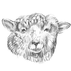 Pencil sketch portrait of a fluffy adult sheep head with a calm expression and heavy wool. Ideal for rustic farmhouse decor, wool branding, and country kitchen art. © Margarita