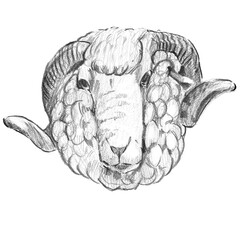 Pencil sketch portrait of a ram head with heavy curly horns and textured wool. Great for farmhouse wall art, rustic wool product packaging, and country kitchen decor. © Margarita