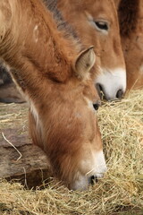 Fototapeta premium Close Up Profile of Przewalski's Horses Eating Dry Hay