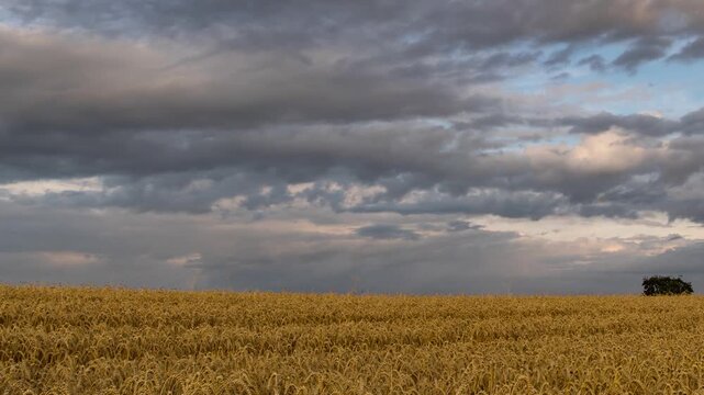 Dramatic Time-lapse of Golden Wheat Field Under Stormy Sky 4K UHD