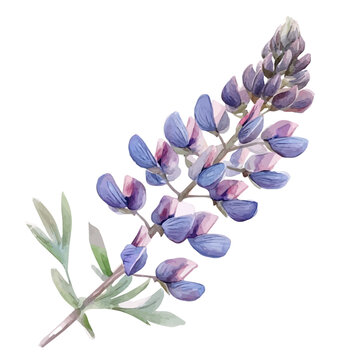 watercolor of Lupine Branch painting, isolated on a white background.