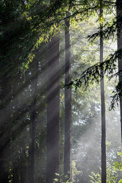 Sun shining through trees during rain