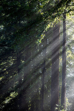 Sun shining through trees during rain