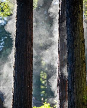Redwood trees steaming after rainstorm