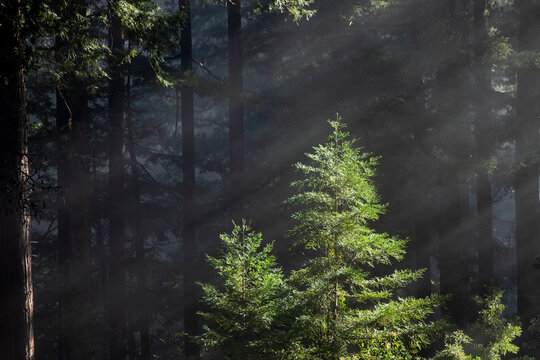Shafts of sunlight in forest