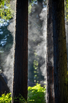 Redwood trees steaming after rainstorm