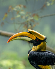 Great Indian Hornbill sitting in beautiful light, Bhutan, Manas National Park, Assam, India © santosh