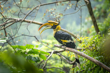 Great Indian Hornbill sitting in beautiful light, Bhutan, Manas National Park, Assam, India © santosh