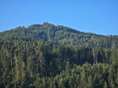 germany, stunning aerial perspective above endless black forest conifer treetops with rolling mountains beneath vibrant blue summer sky