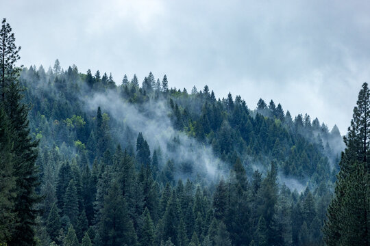 Fog rising from hillside forest