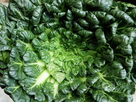 Natural background image from a  raw Brassica narinosa displaying puckered leaves, light green veins, and spiral growth geometry.