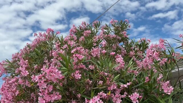 A branch with pink oleander flowers sways in the wind at blue sea at sunset.