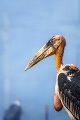 Greater adjutant stork at the dump yard in Guwahati, India  © santosh