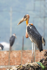 Greater adjutant stork at the dump yard in Guwahati, India  © santosh