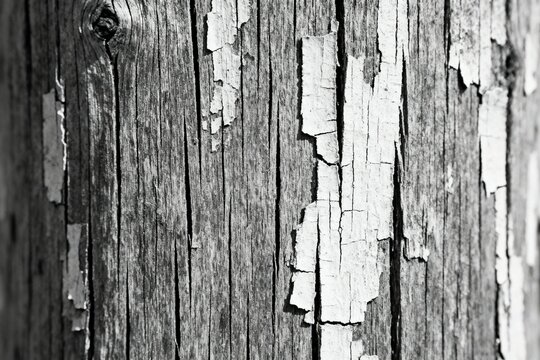 Black and White Texture of Peeling Paint on Wood