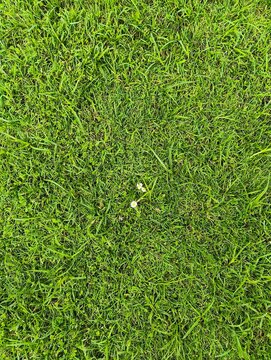 Green grass texture background top view. Natural lawn field surface with tiny wildflowers for summer, garden, botanical layouts. Fresh outdoor meadow background for eco-friendly branding, landscaping