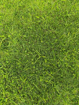 Organic green lawn surface background. High-angle view of fresh grass texture: natural backdrop, spring wallpaper, botanical layouts. Fresh green grass texture background top view, natural lawn field