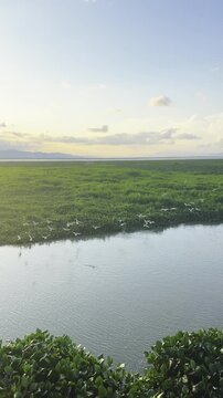 Slow Motion of Egrets Flying Over Water Hyacinths in Wetland Landscape