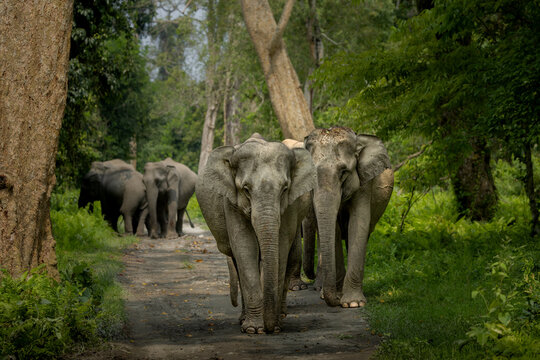 Indian elephants in Assam roaming in Manas and Kaziranga national parks, India