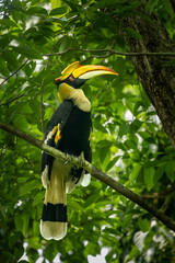 Great Indian Hornbill sitting in beautiful light, Kaziranga, Assam, India © santosh