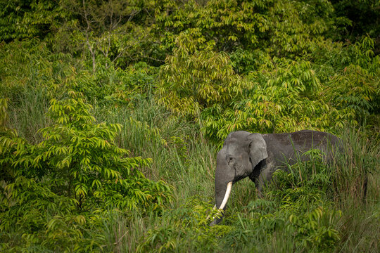 Indian elephants in Assam roaming in Manas and Kaziranga national parks, India