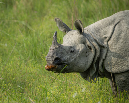 one horned rhinoceros in the plains of Assam amid green grass, Kaziranga and Manas, India