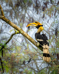 Great Indian Hornbill sitting in beautiful light, Kaziranga, Assam, India © santosh