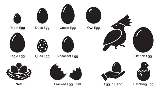 Bird egg icon set with robin, duck, goose, owl, eagle, quail, pheasant, and ostrich eggs, black silhouette vector collection of nest and hatching chick isolated on White Background